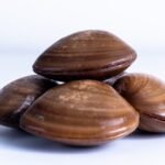 Almeja Chocolata