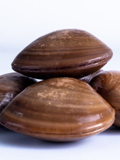 Almeja Chocolata