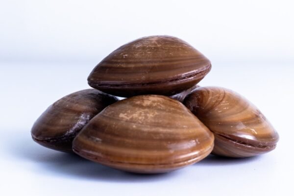 Almeja Chocolata