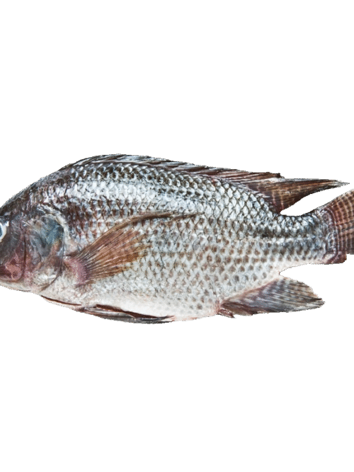 Tilapia Entera