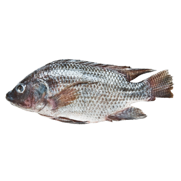 Tilapia Entera