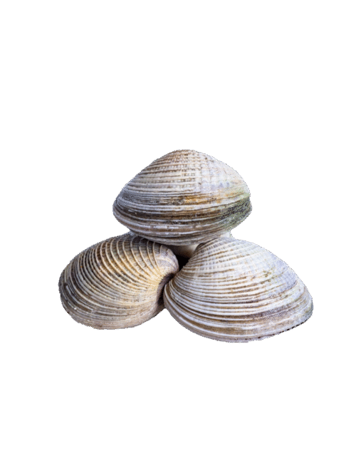 Almeja Chirla